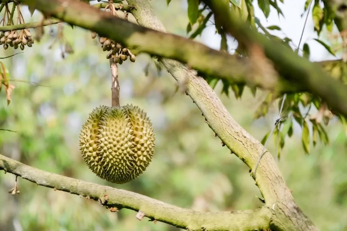 durian on tree durian garden raithipochakiri farmstay pa la u hua hin