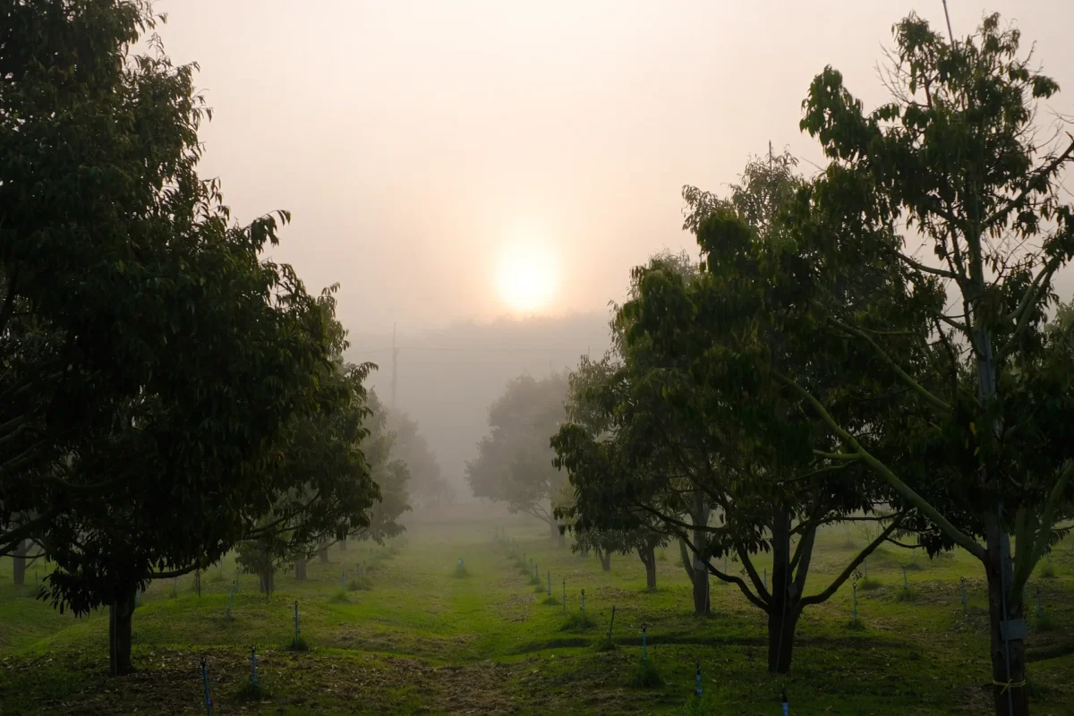 morning durian orchard raithipochakiri farmstay pa la u hua hin